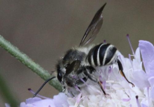 Réf. 197 383 : Megachile sp.
